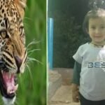 पौड़ी गढ़वाल के पोखड़ा रेंज के श्रीकोट गांव में एक गुलदार ने 4 साल की बच्ची पर हमला कर उसे मार डाला